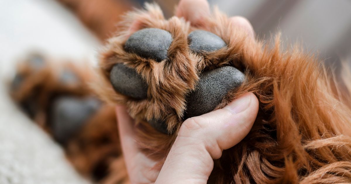 Joias de prata para quem ama pets